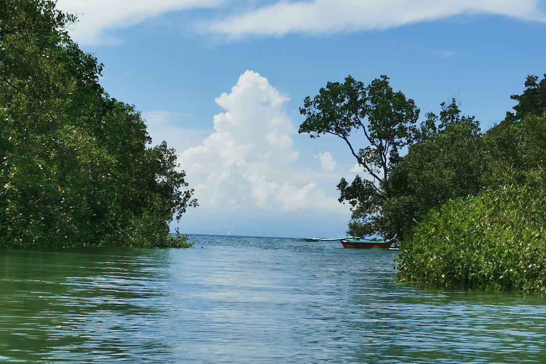 Mangrove waterway with outrigger boats, Philippines